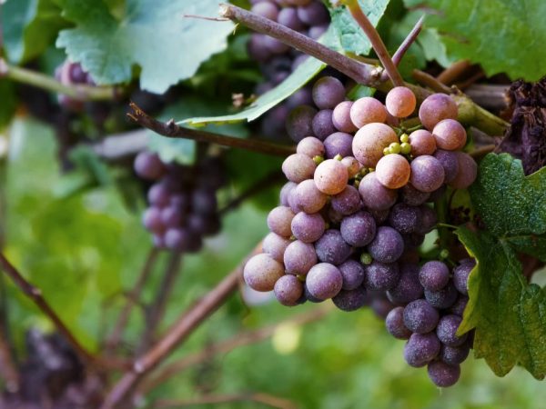 Beschrijving van de Etalon-druiven