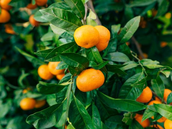 Popis mandarinky