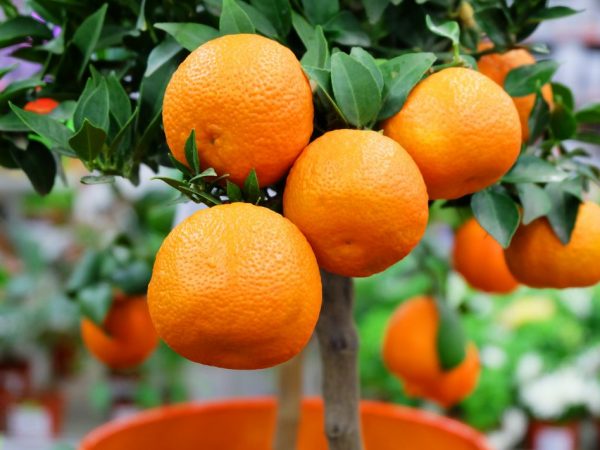 Mandarinka je pro tělo dobrá