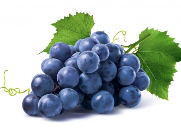 Etymological characteristics of grapes
