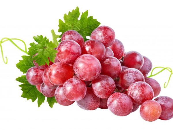 A szőlő alkalmas bogyókra