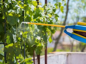 Varieties of fungicides for grapes