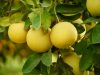 De oorsprong van de grapefruit