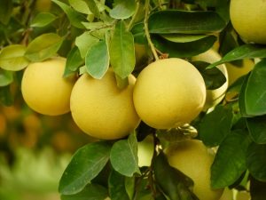 De oorsprong van de grapefruit