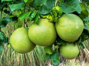 Oorsprong en eigenschappen van pomelo