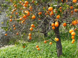 Rostoucí hořká oranžová