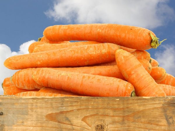 Las zanahorias se preparan para almacenarlas en casa.