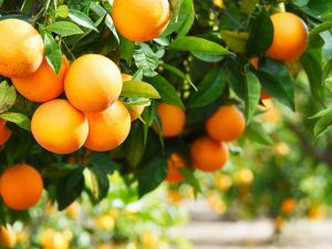 Como crecen las naranjas