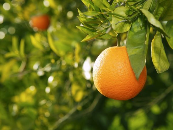 Oranžová obsahuje mnoho živin