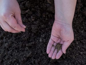 Funktioner av att plantera morötter i öppen mark