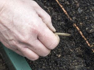 Cómo preparar un jardín para zanahorias en primavera.