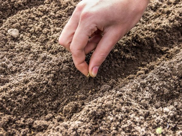 We planten zaden in losse grond
