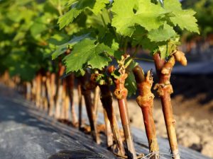 Regler för att plantera druvor med sticklingar på hösten