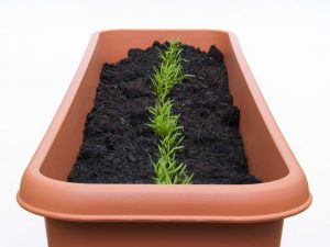 How to quickly germinate carrot seeds