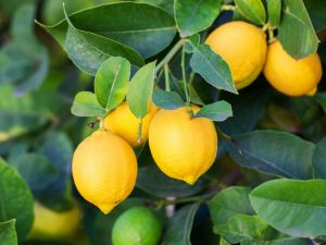 Thuis citroen planten