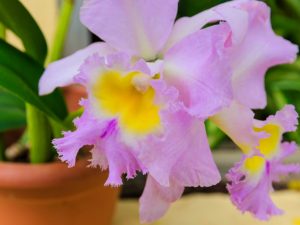 Reglas de plantación de orquídeas en casa.