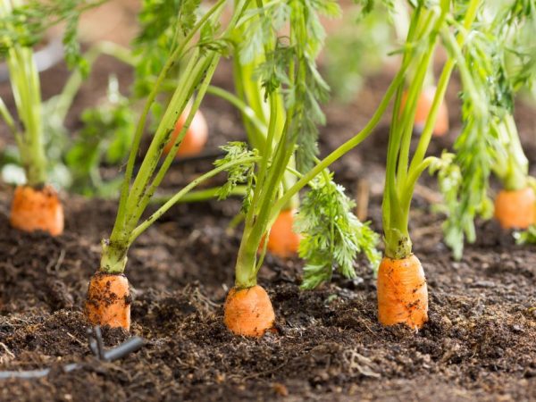 Ředěná mrkev roste hladší a větší