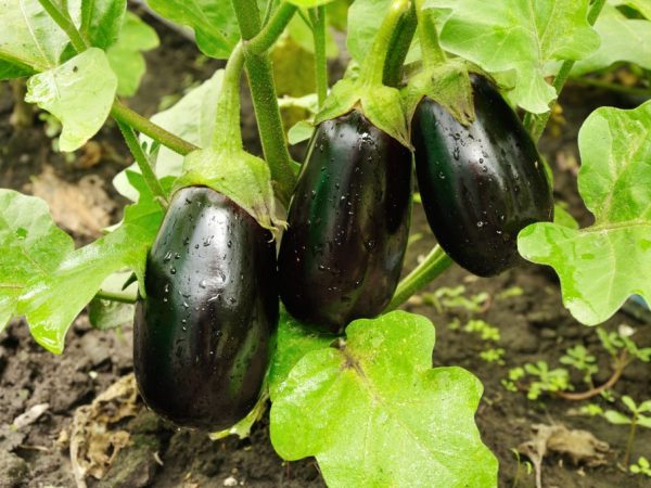 Regels voor het kweken van aubergines