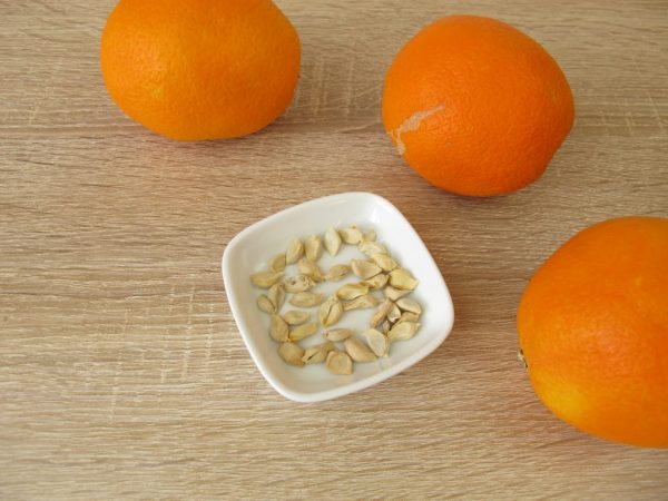 Características de cultivar una naranja a partir de una semilla en casa.