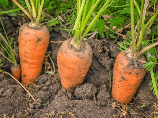 Τα καρότα φυτεύονται με σπόρους