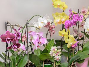 Vanliga typer av orkidéer