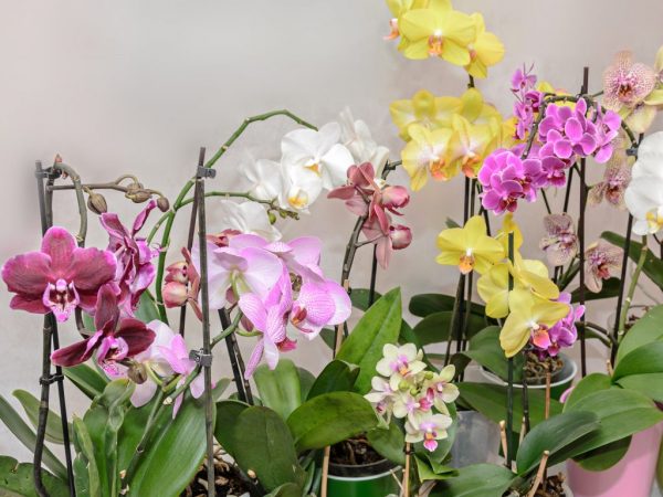 Gyakori típusú orchideák