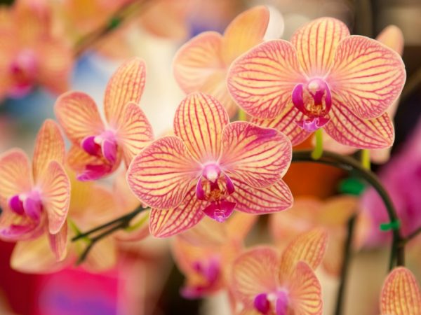 Orkidéer växer i naturen