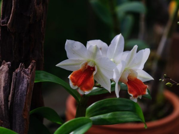 Delikat vit orkidé