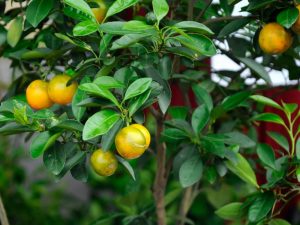 Caring for calamondin at home