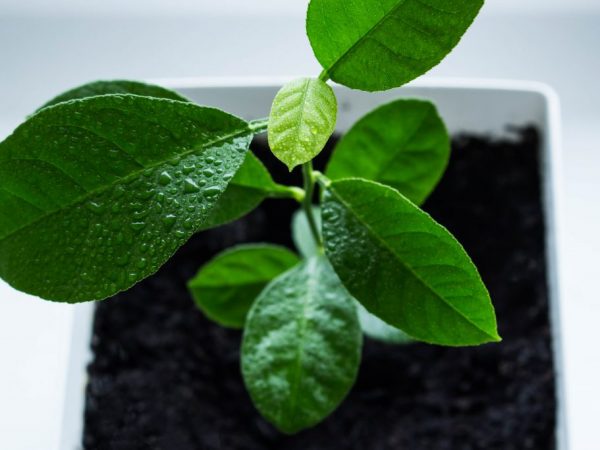 Välj en hälsosam stjälk för plantering
