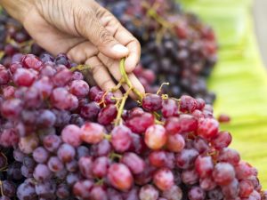 Description of grapes raisins Aksaysky