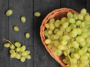 Cimus grape cultivation