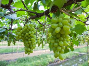 Caractéristiques de la culture des raisins secs Heliodor
