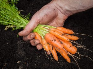 Karotten nach dem Mondkalender ernten