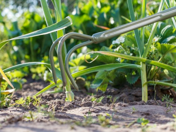 The timing of digging garlic in the Moscow region