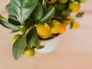 Funktioner av odling inomhus citrus