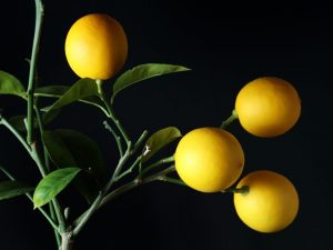 Wachsende Indoor-Zitrone