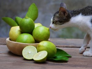 Aroma cítrico para gatos