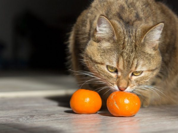 Citrus fruits can cause allergies in cats