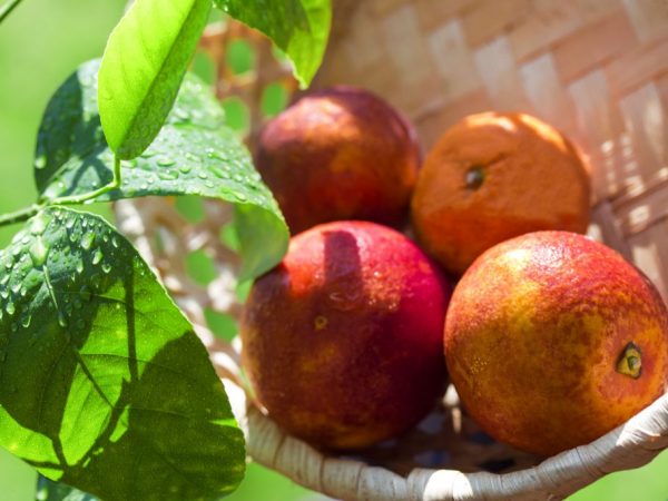 Pěstovat červenou mandarinku doma je nemožné.