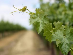 Secrets of caring for grapes in summer