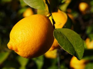 Beschrijving van Lissabon-citroen