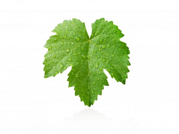 Useful properties of grape leaf