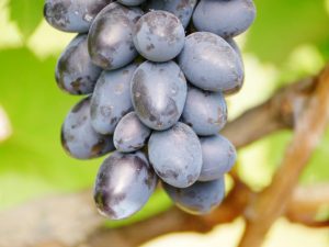 Description des raisins Lorano