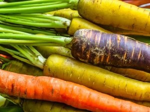 Popular varieties of carrots