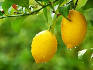 Växande citron Lunario