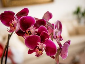 Slunce nebo stín vhodný pro orchideje