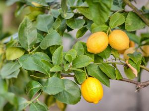 Popis Meyerova citronu