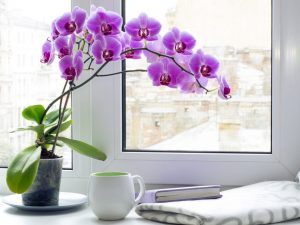 Jak se zbavit malých pakomárů na orchideji