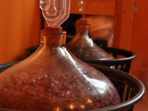 Pulpa este utilizată la prepararea diferitelor tipuri de vinuri